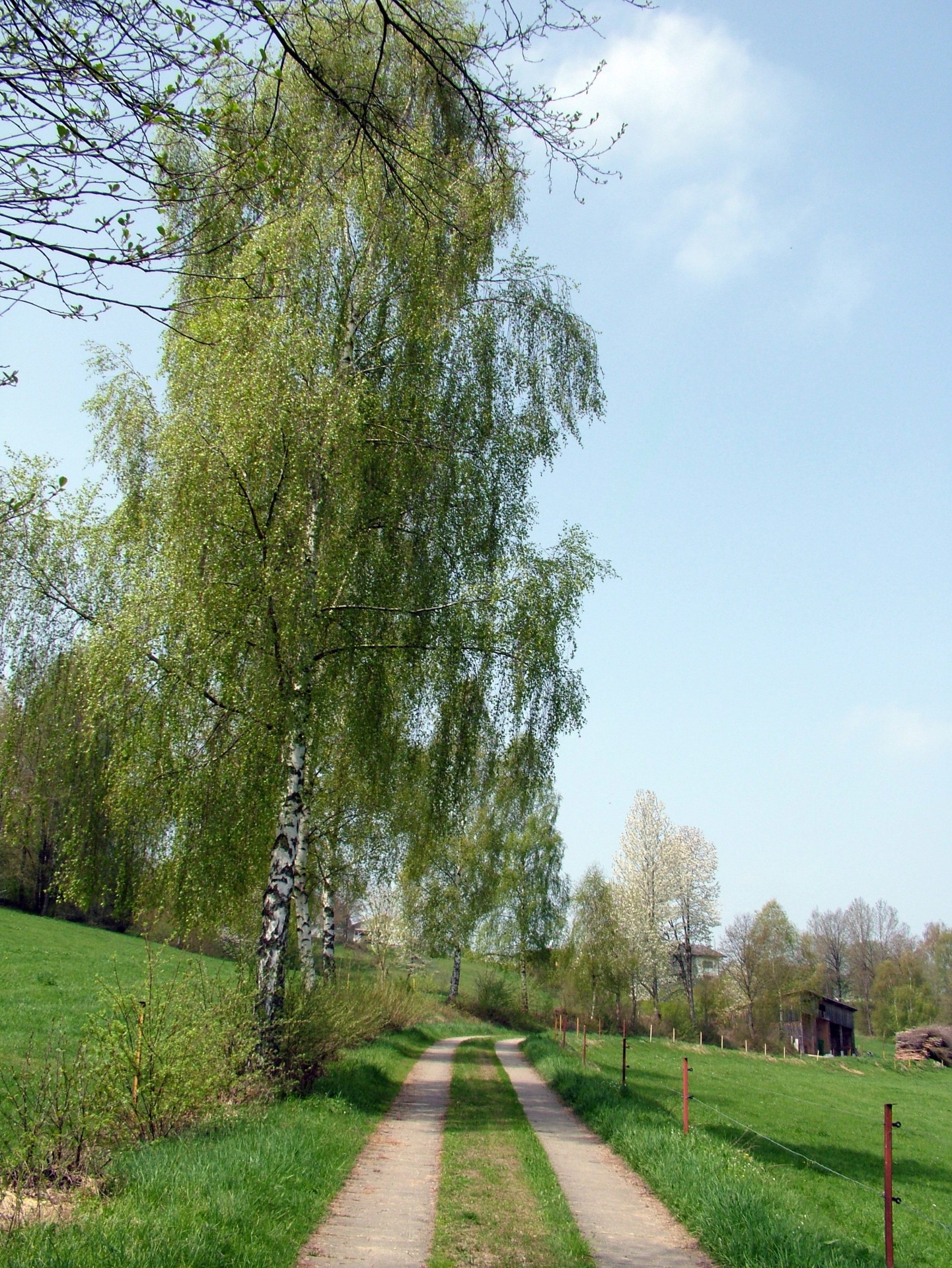 path trees nature free photo