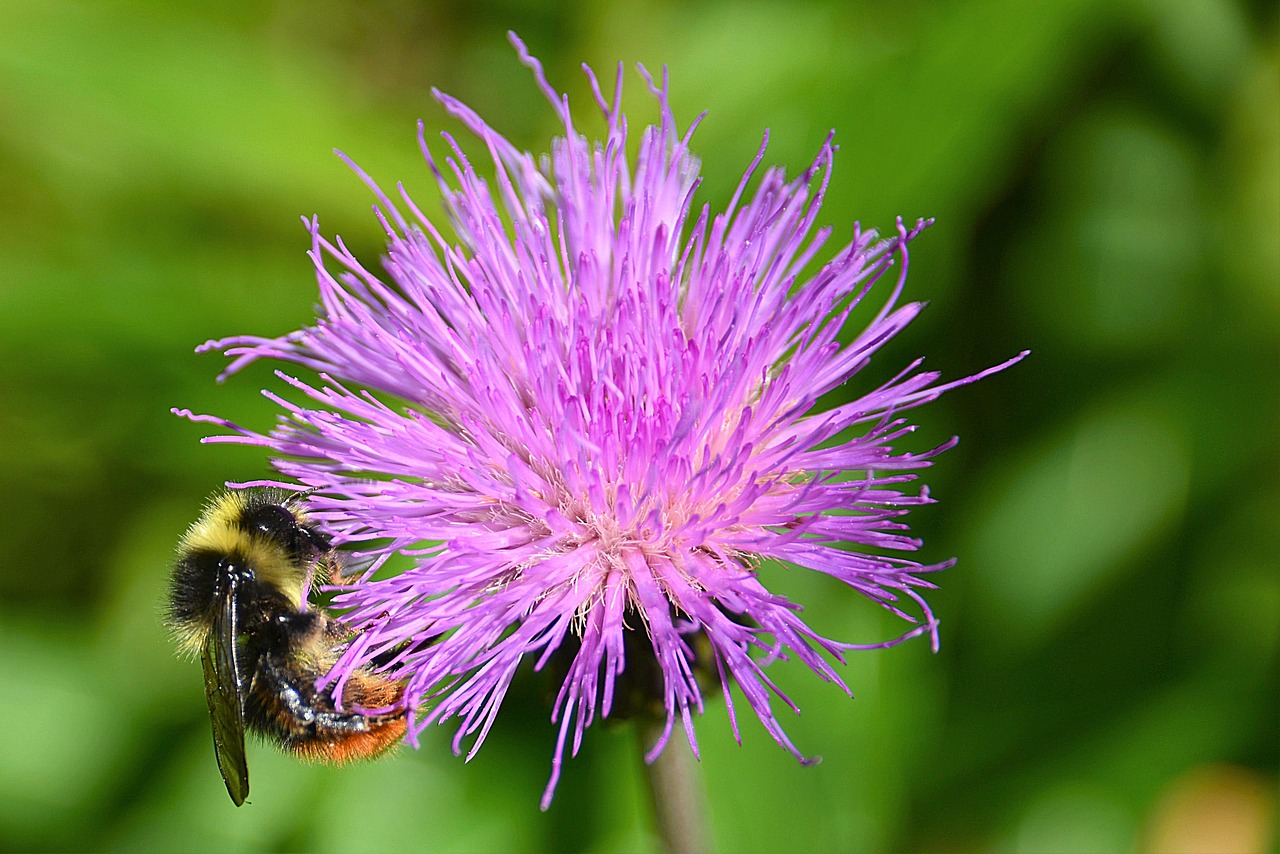 wegdistel hummel mountain bumblebee free photo