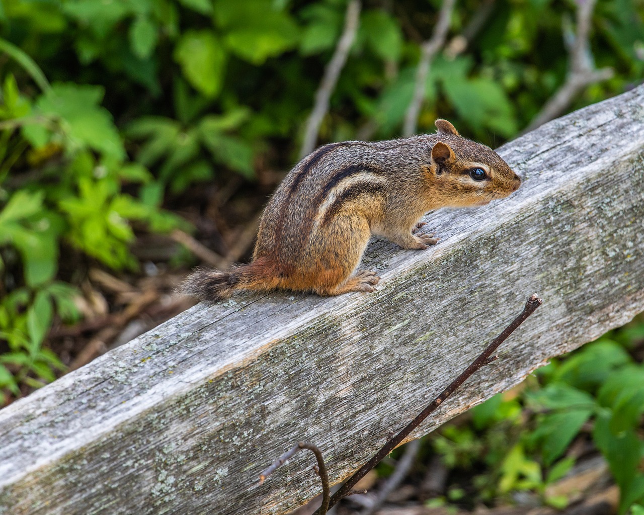 wehr nature center  chipmunk  wildlife free photo