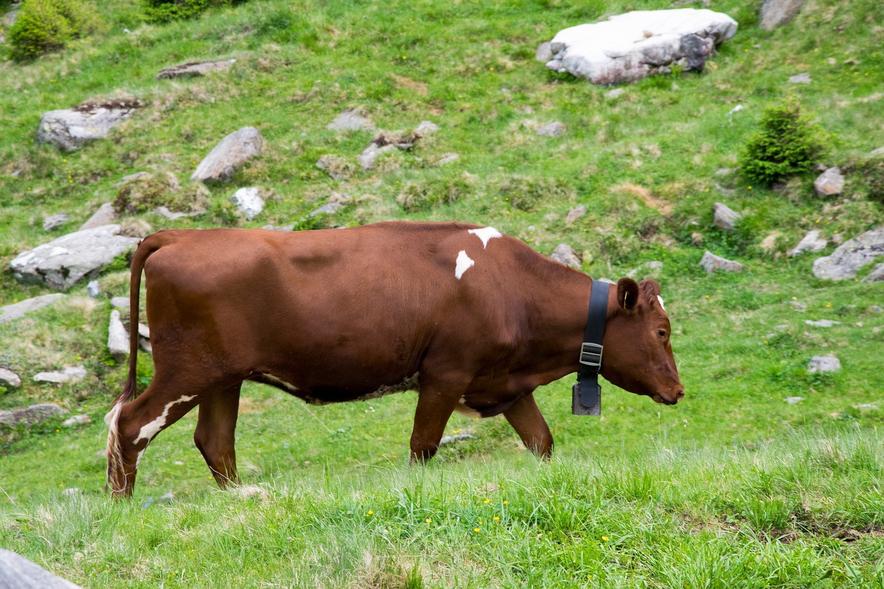 weidekuh dairy cows cow free photo