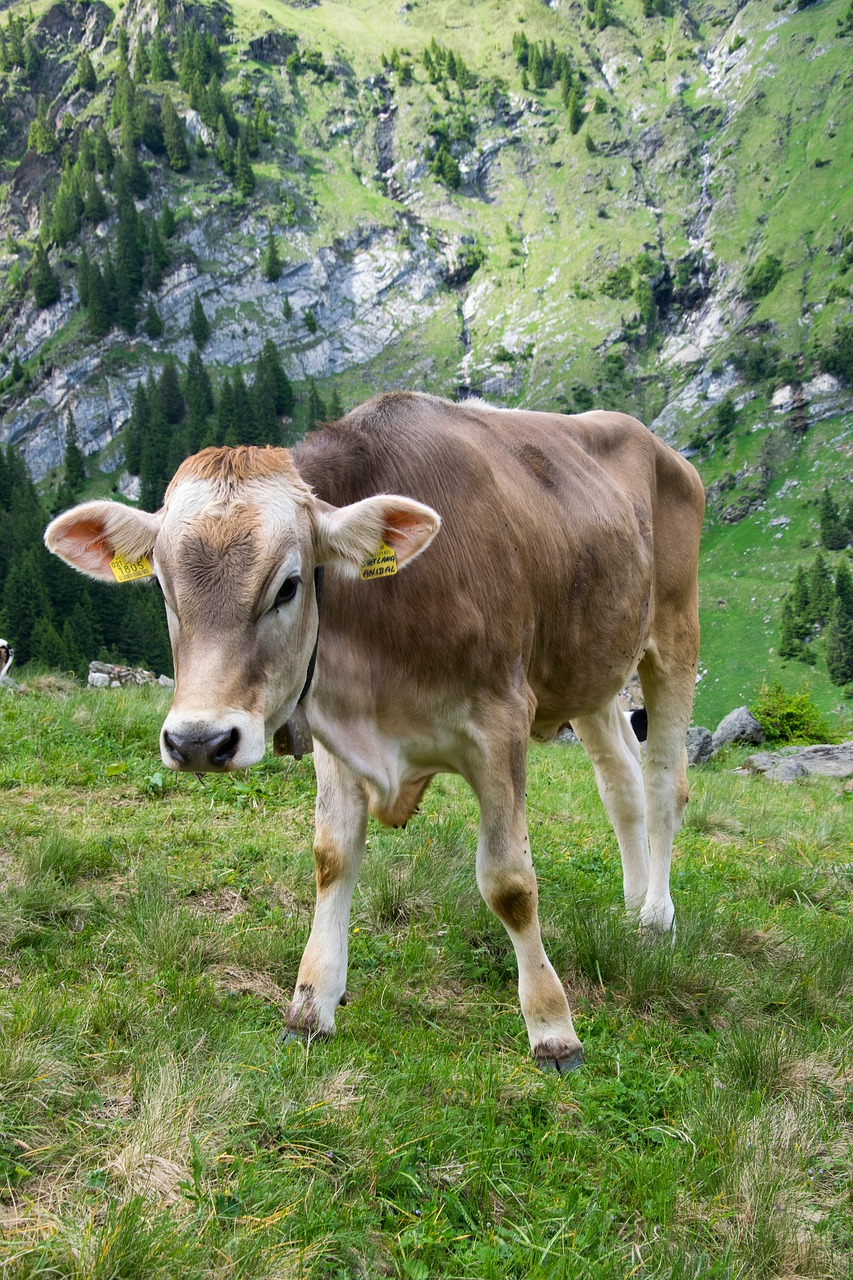 weidekuh dairy cows cow free photo