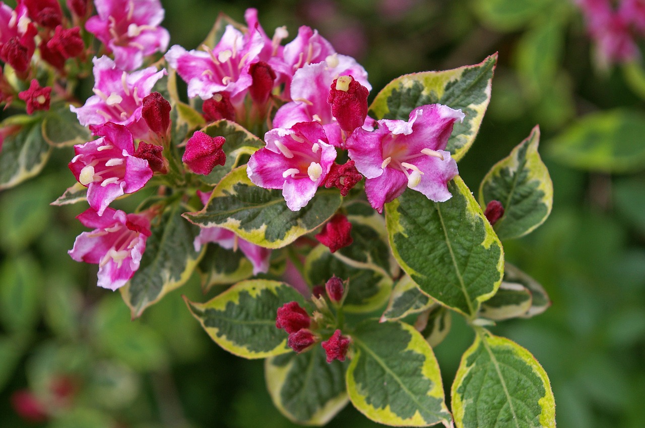 weigela bush flowering shrub free photo