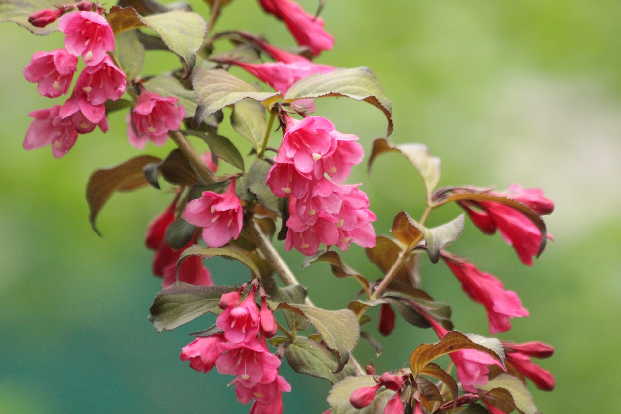 weigela  shrub  bloom free photo