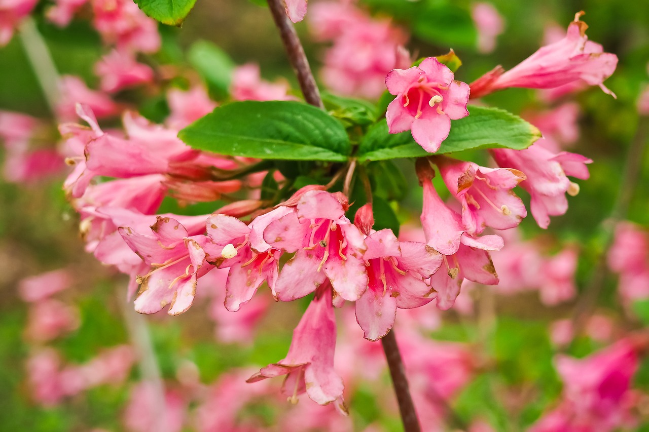 weigelien blossom bloom free photo