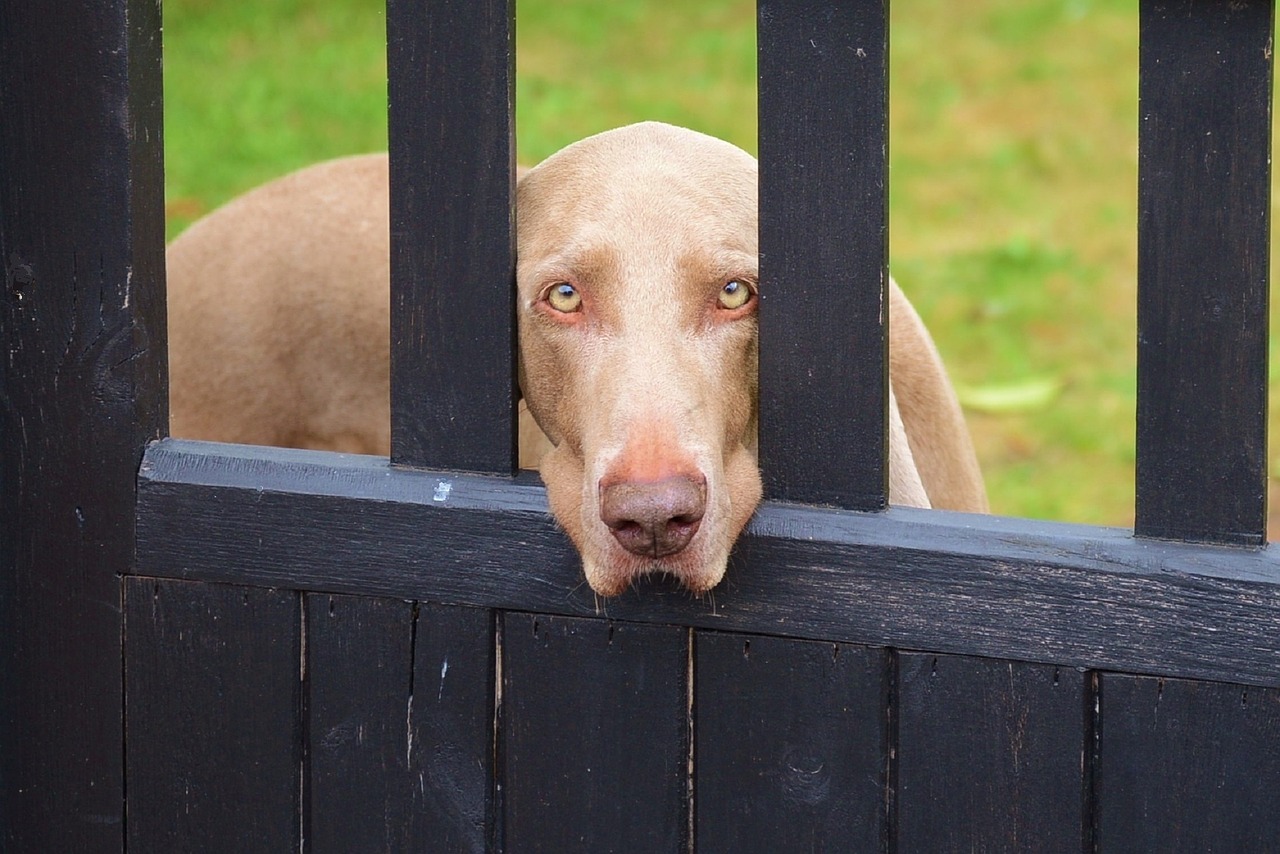 weimaraner dog canine free photo