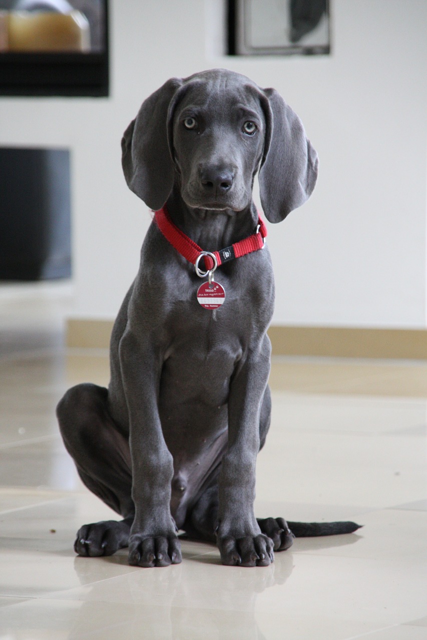 weimaraner dog young dog free photo