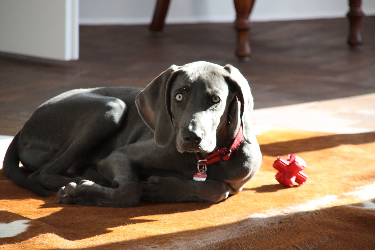 weimaraner dog young dog free photo