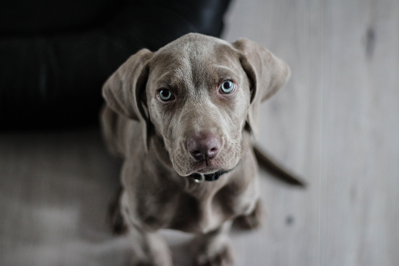 weimaraner puppy dog free photo