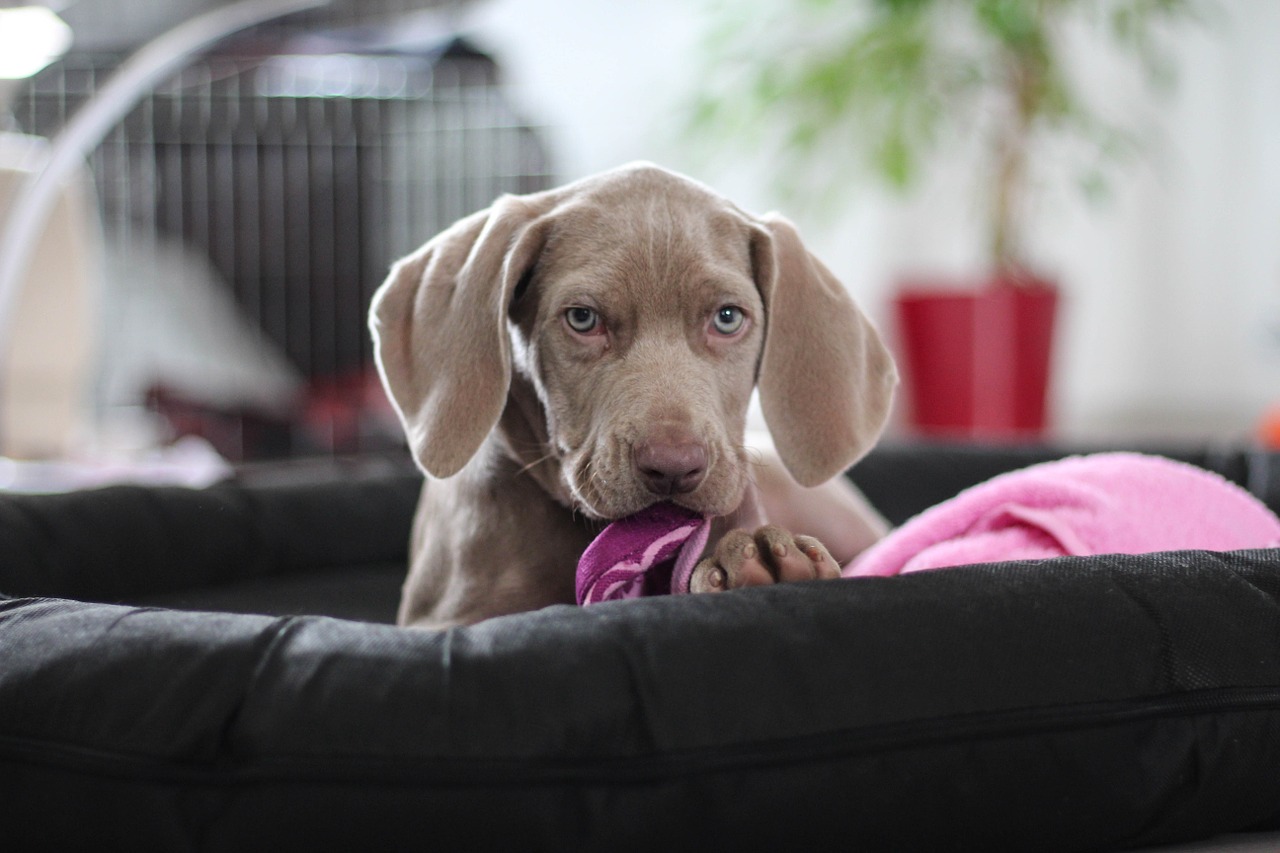 weimaraner puppy dog free photo