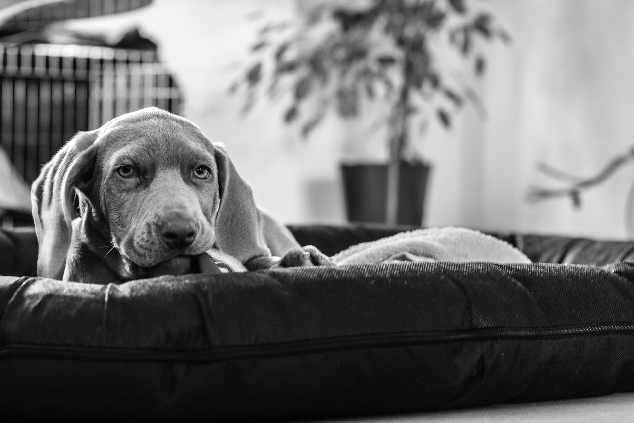 weimaraner puppy dog free photo