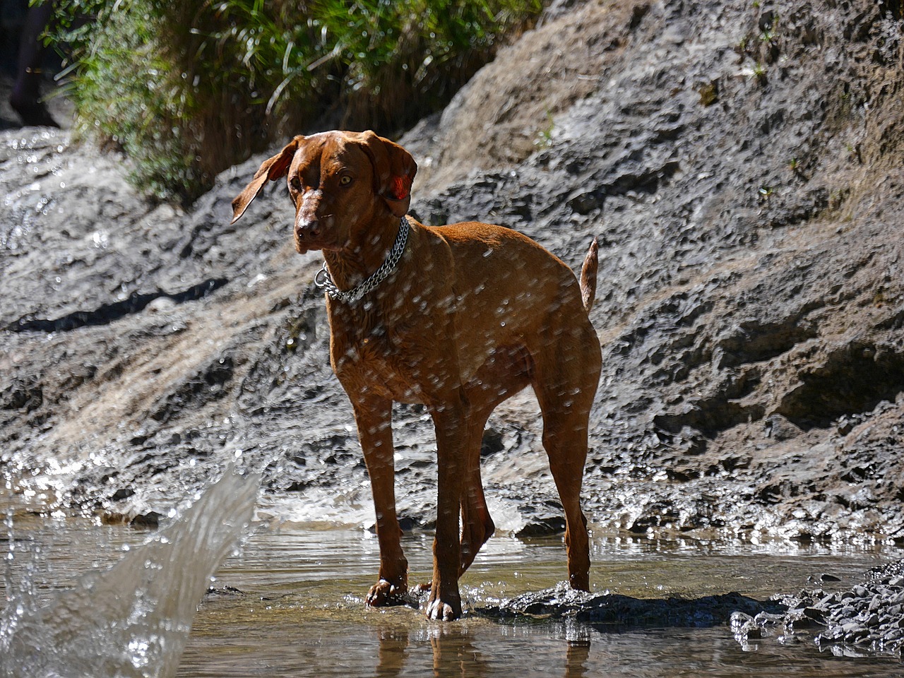 weimaraner dog animal free photo