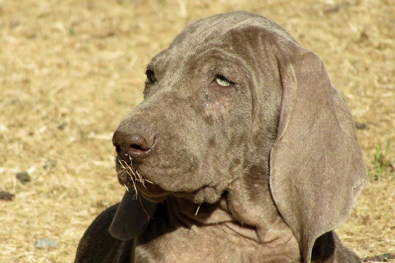 weimaraner puppy cute free photo