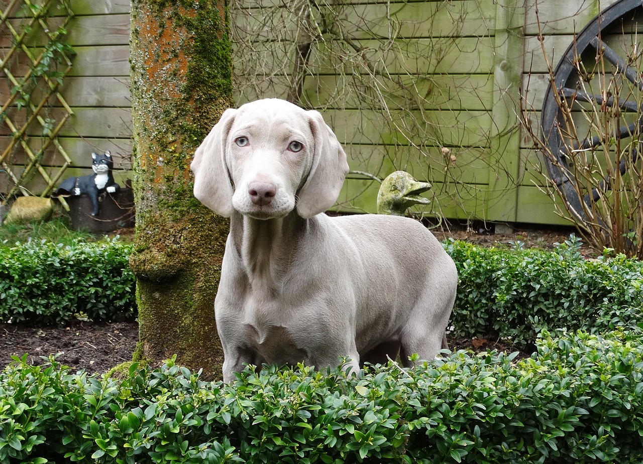 weimaraner remote access dog free photo