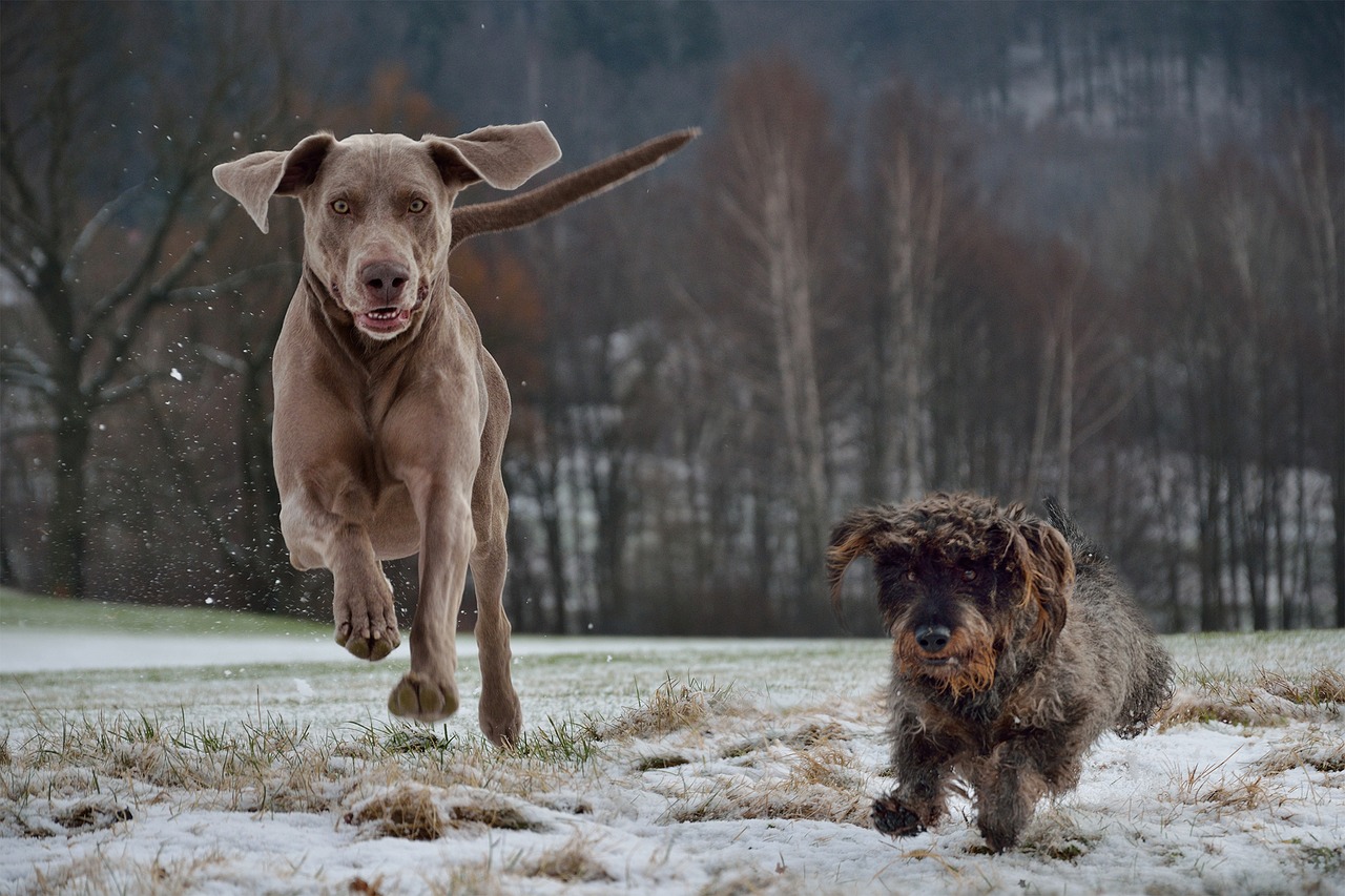 weimaraner dachshund dogs free photo