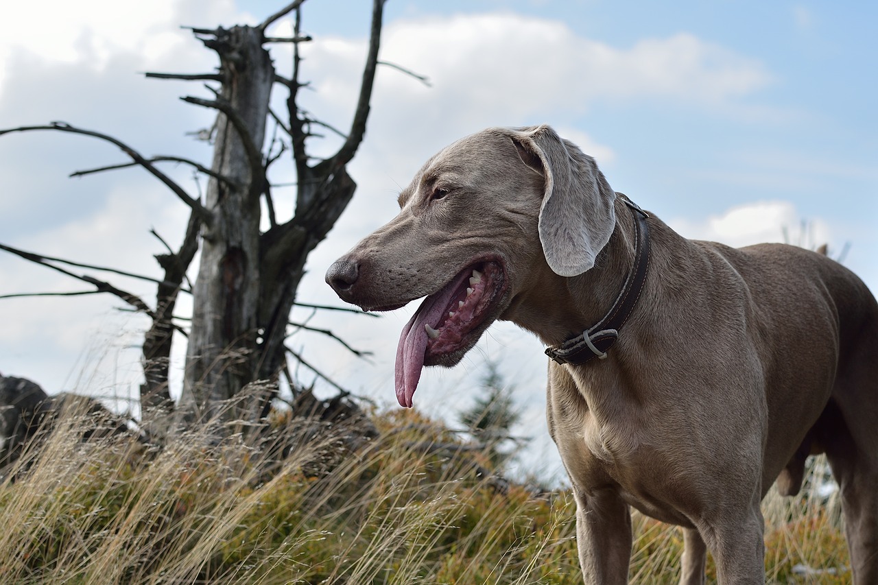 weimaraner dog portrait free photo