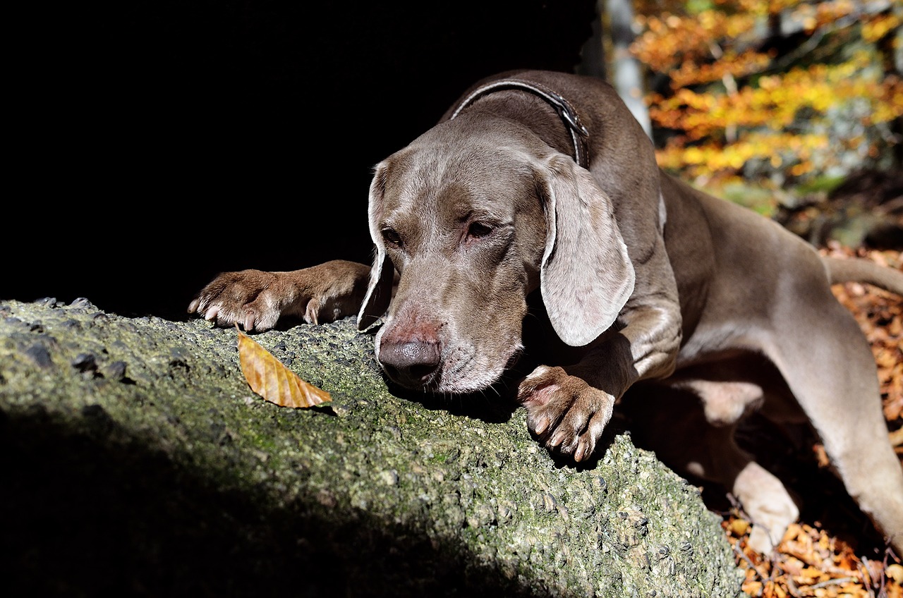 weimaraner autumn dog free photo