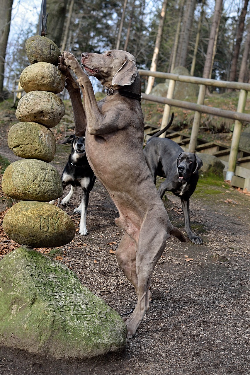 weimaraner standing dog stones free photo