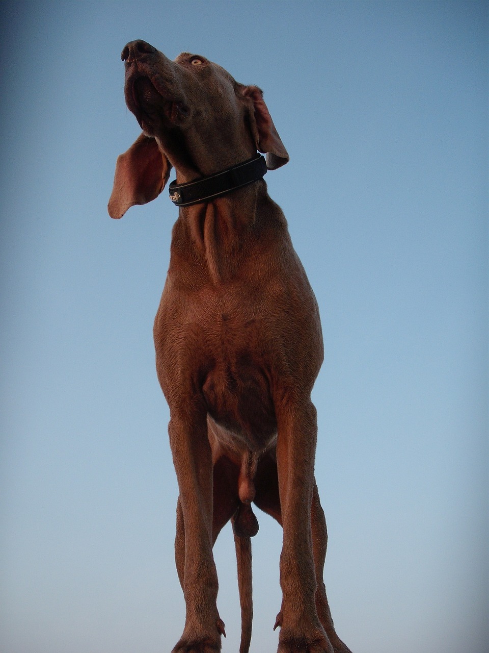 weimaraner dog dog breed free photo