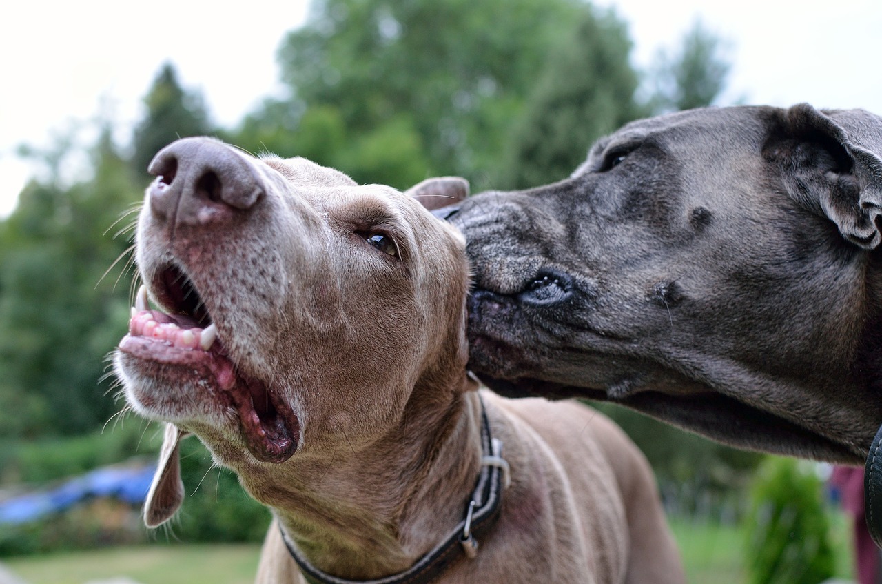 weimaraner  clean the ears  dog cleansing free photo