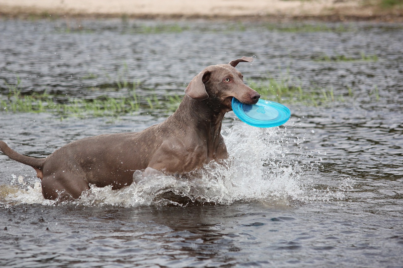 weimaraner animal dog free photo