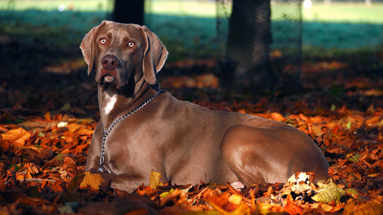 weimaraner dog autumn free photo