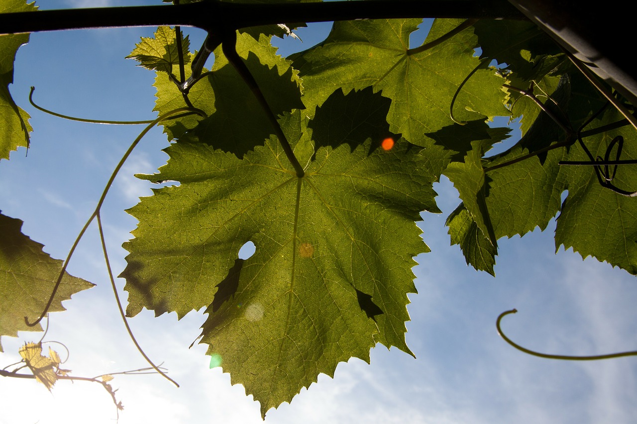 weinbaetter winegrowing entwine free photo