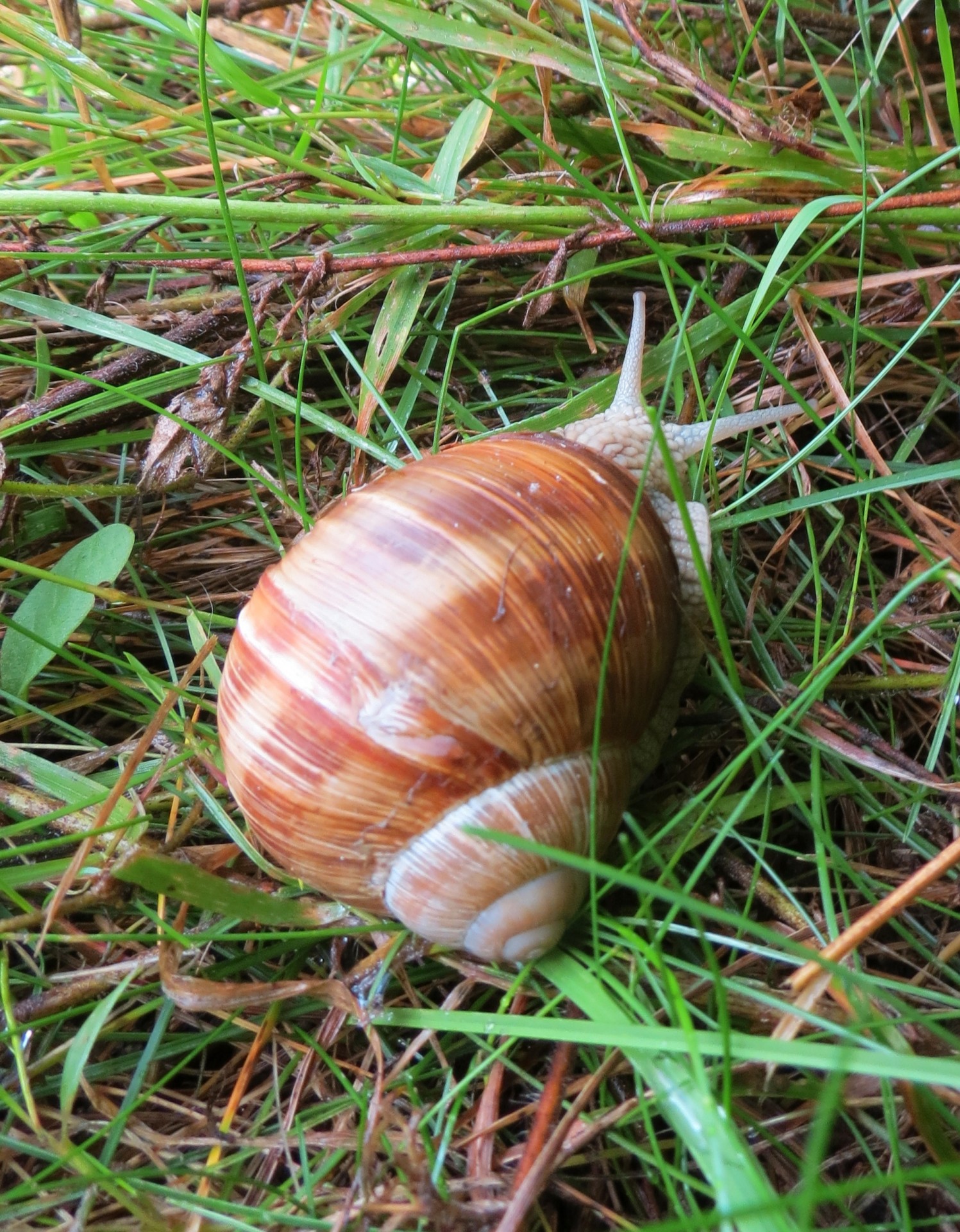 snail summer lawn free photo