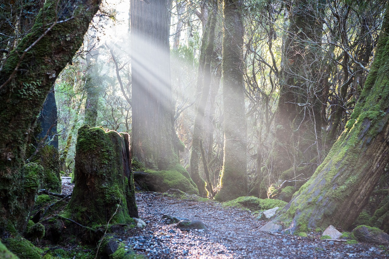 weindorfers forest walk tasmania sunlight free photo