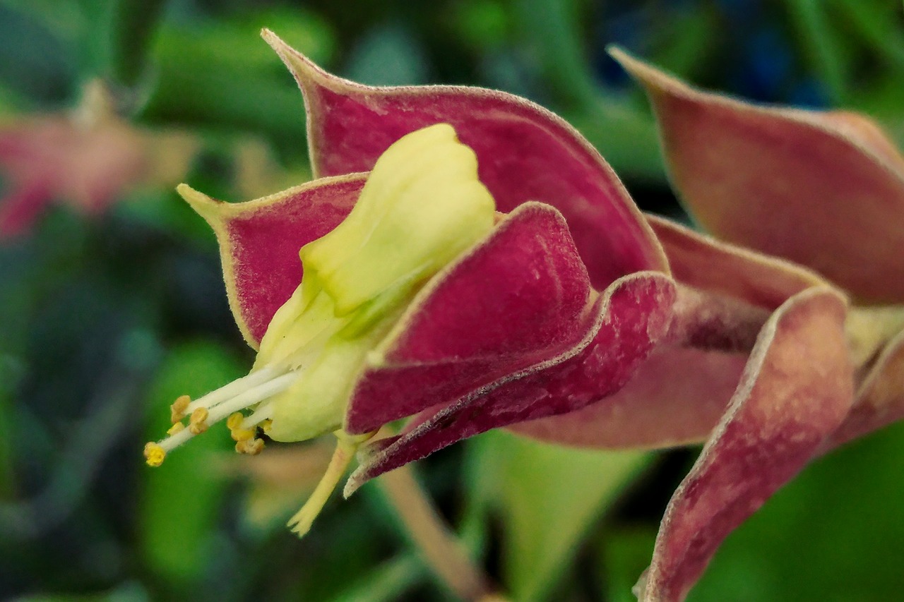 weird flower reddish petal flower free photo