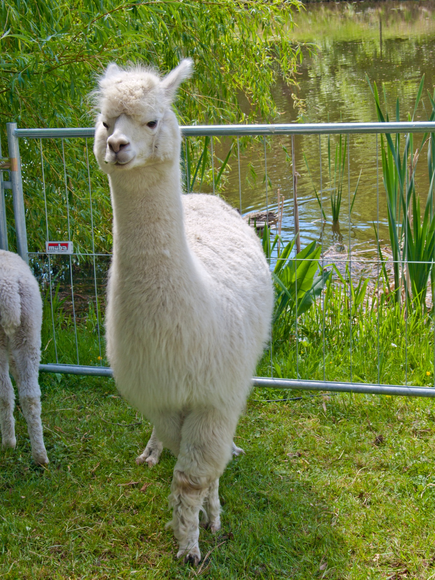 alpaca wool socks free photo