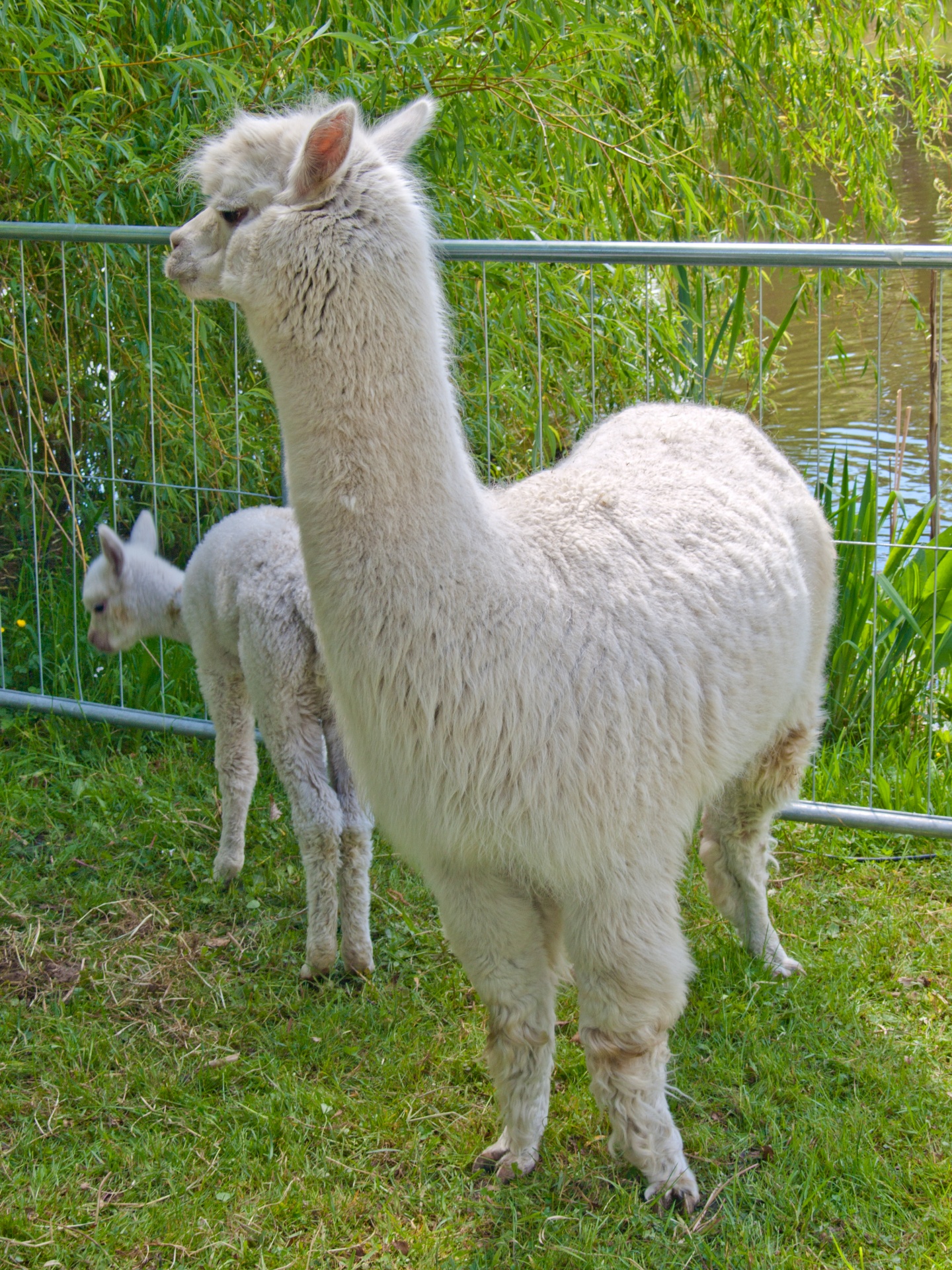 alpaca wool socks free photo