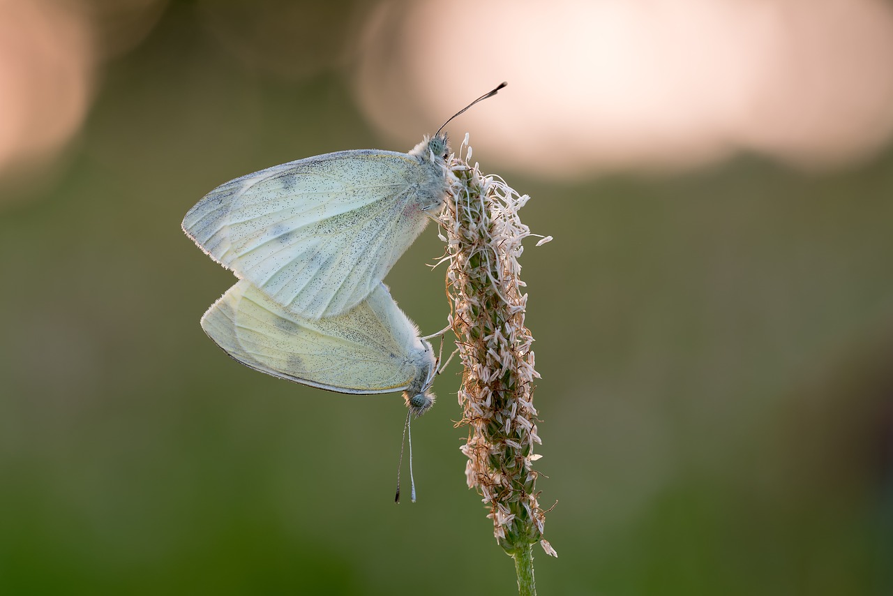 weisslinge pairing nature free photo