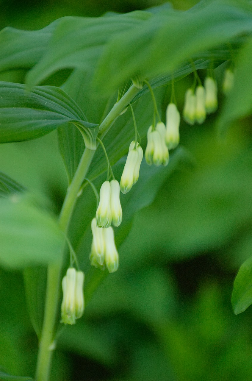 weisswurz solomon's seal plant free photo