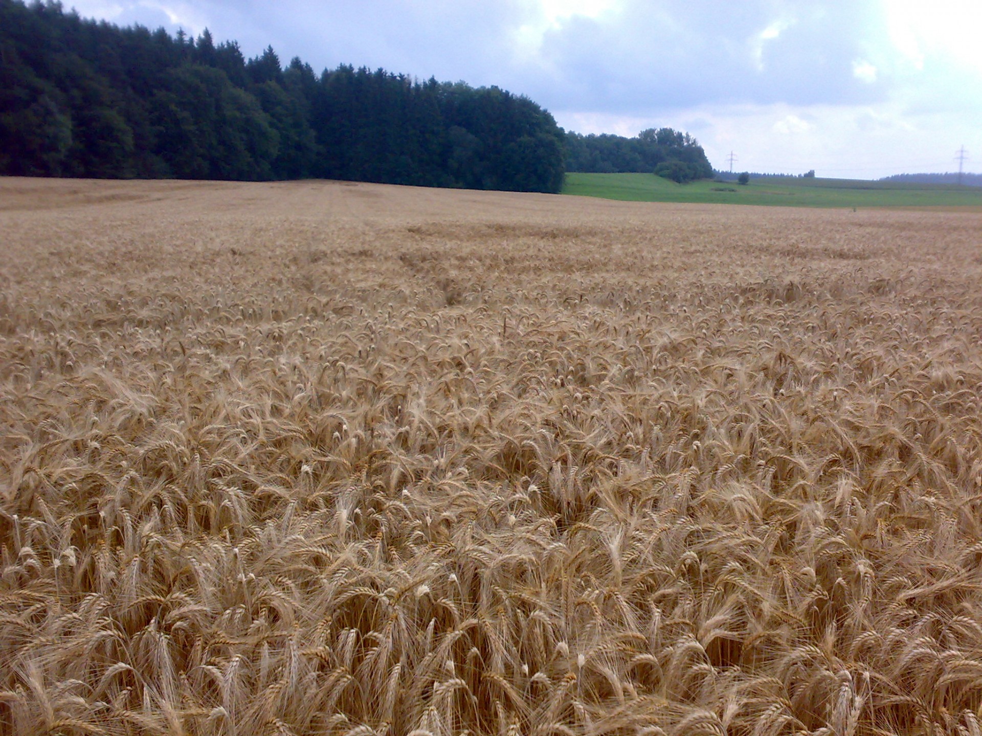 summer sun harvest free photo