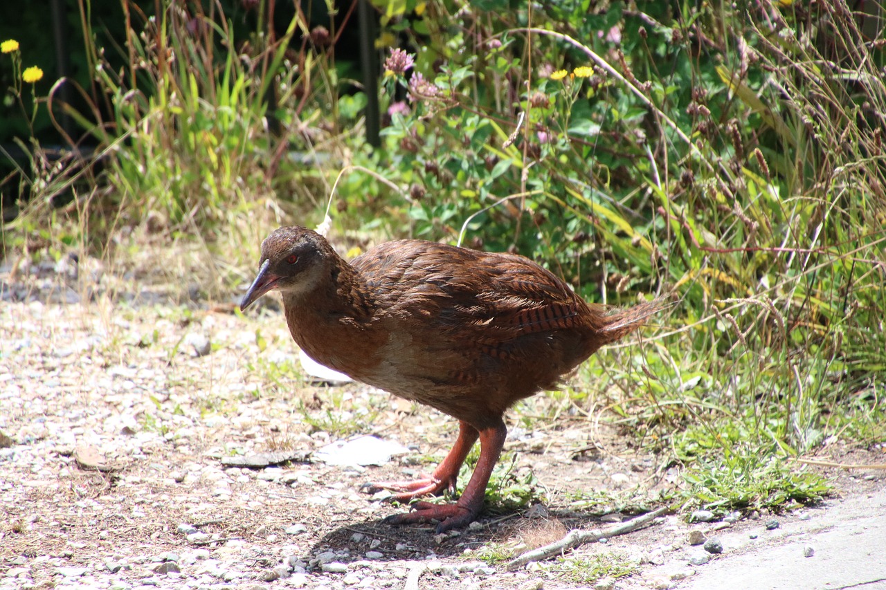 weka bird new zealand free photo