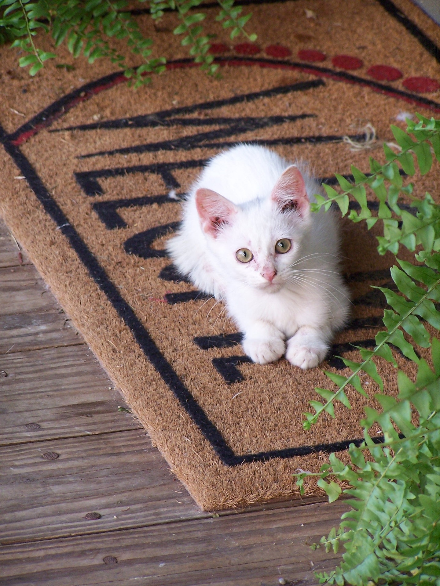 cat feline long hair free photo