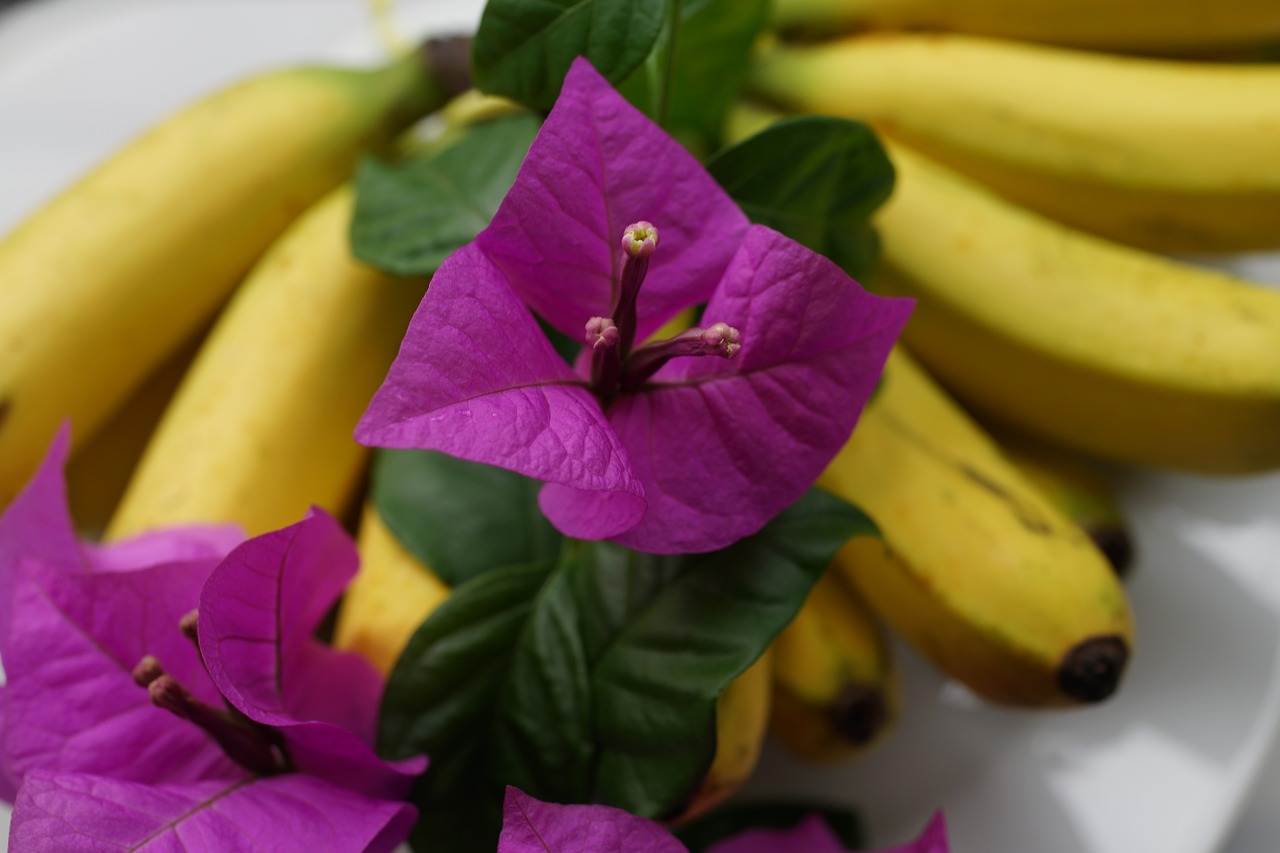 welcome platter bananas bougainvillea flowers free photo