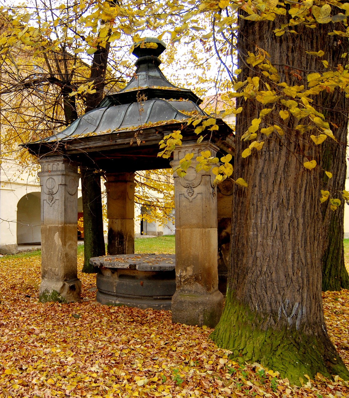 well roof trees free photo