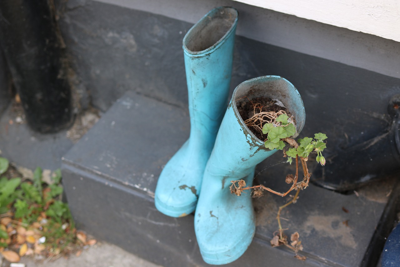 wellington boots boots plant free photo
