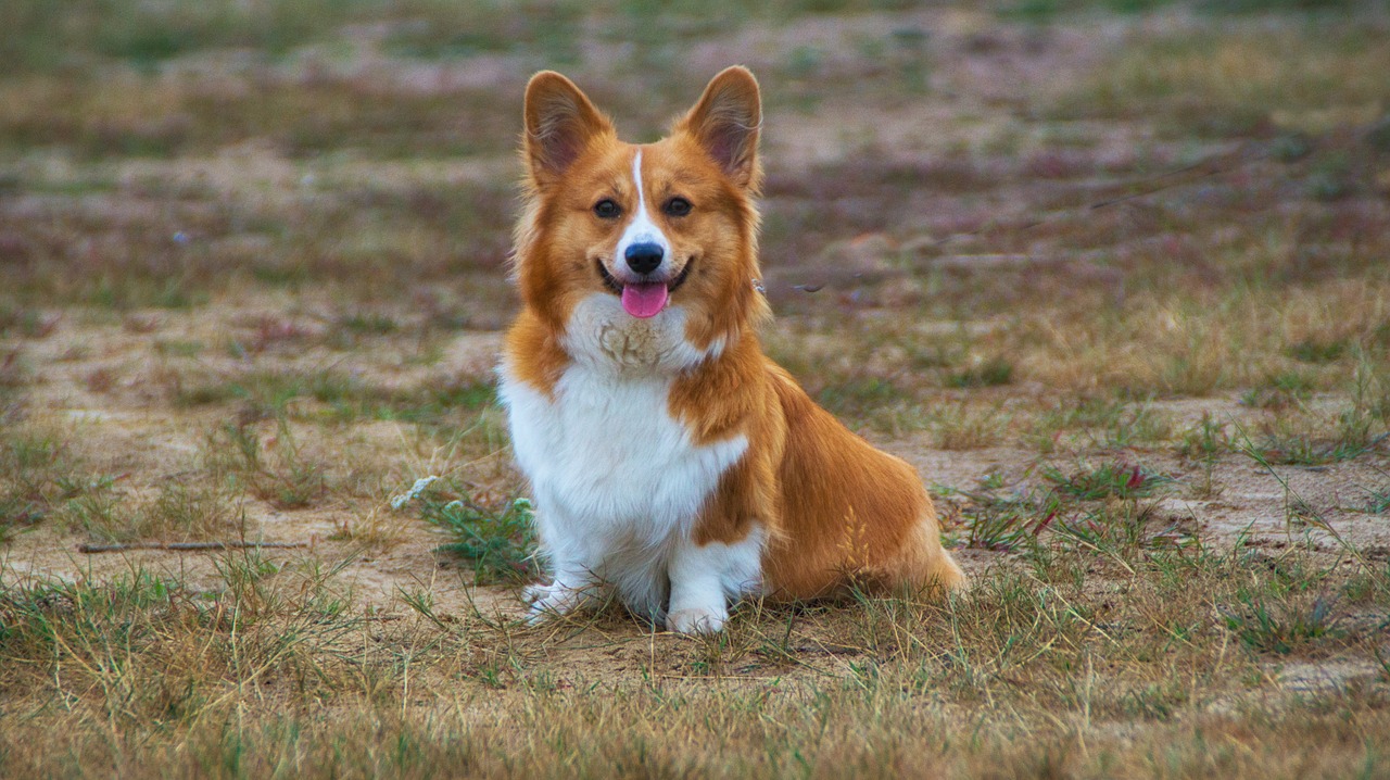 welschcorgi  corgi  pet free photo