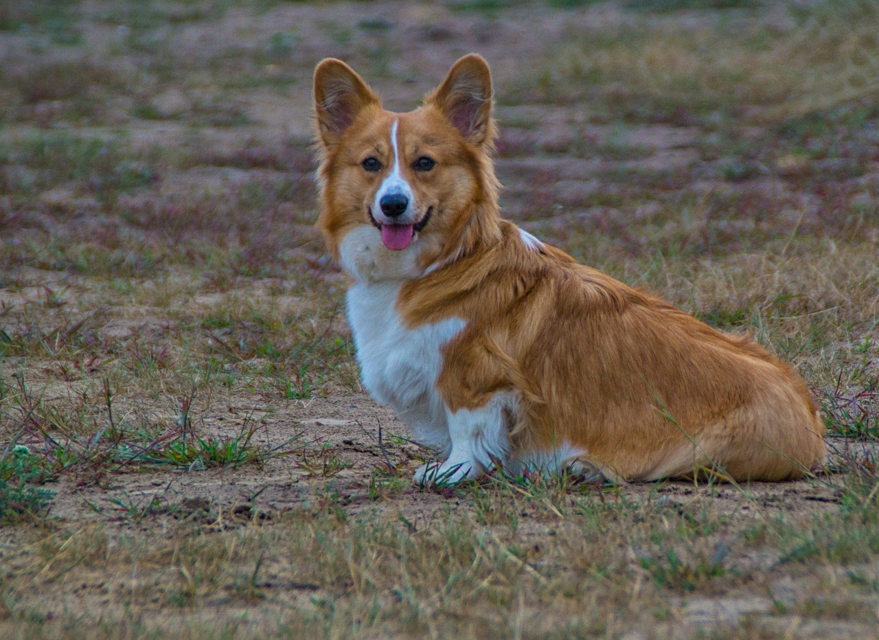 welschcorgi  corgi  pet free photo