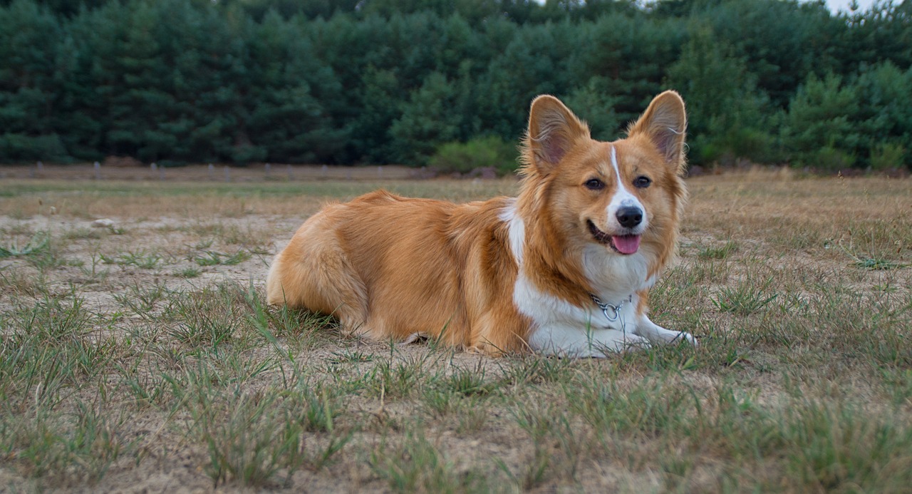 welschcorgi  corgi  pet free photo