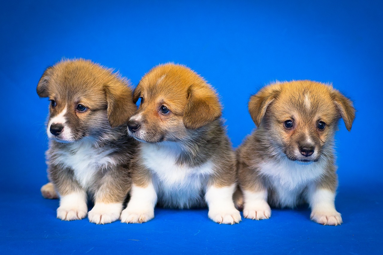 welsh corgi pembroke puppies cute free photo