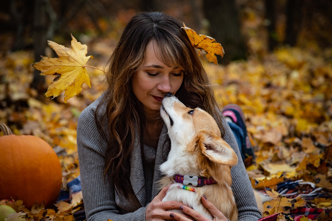 welsh corgi pembroke  corgi  dog free photo