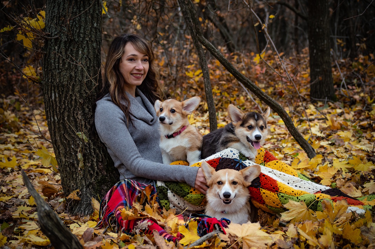 welsh corgi pembroke  corgi  three dogs free photo