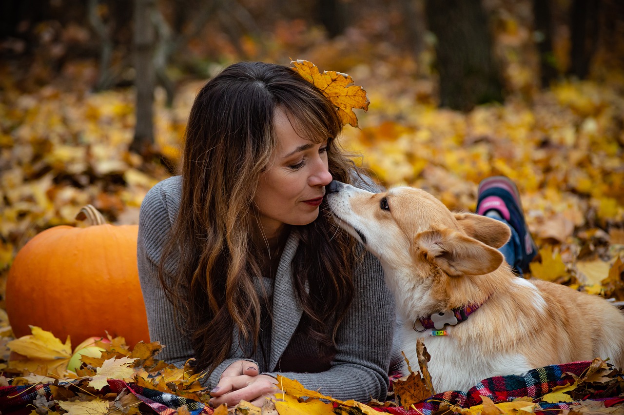 welsh corgi pembroke  corgi  dog free photo