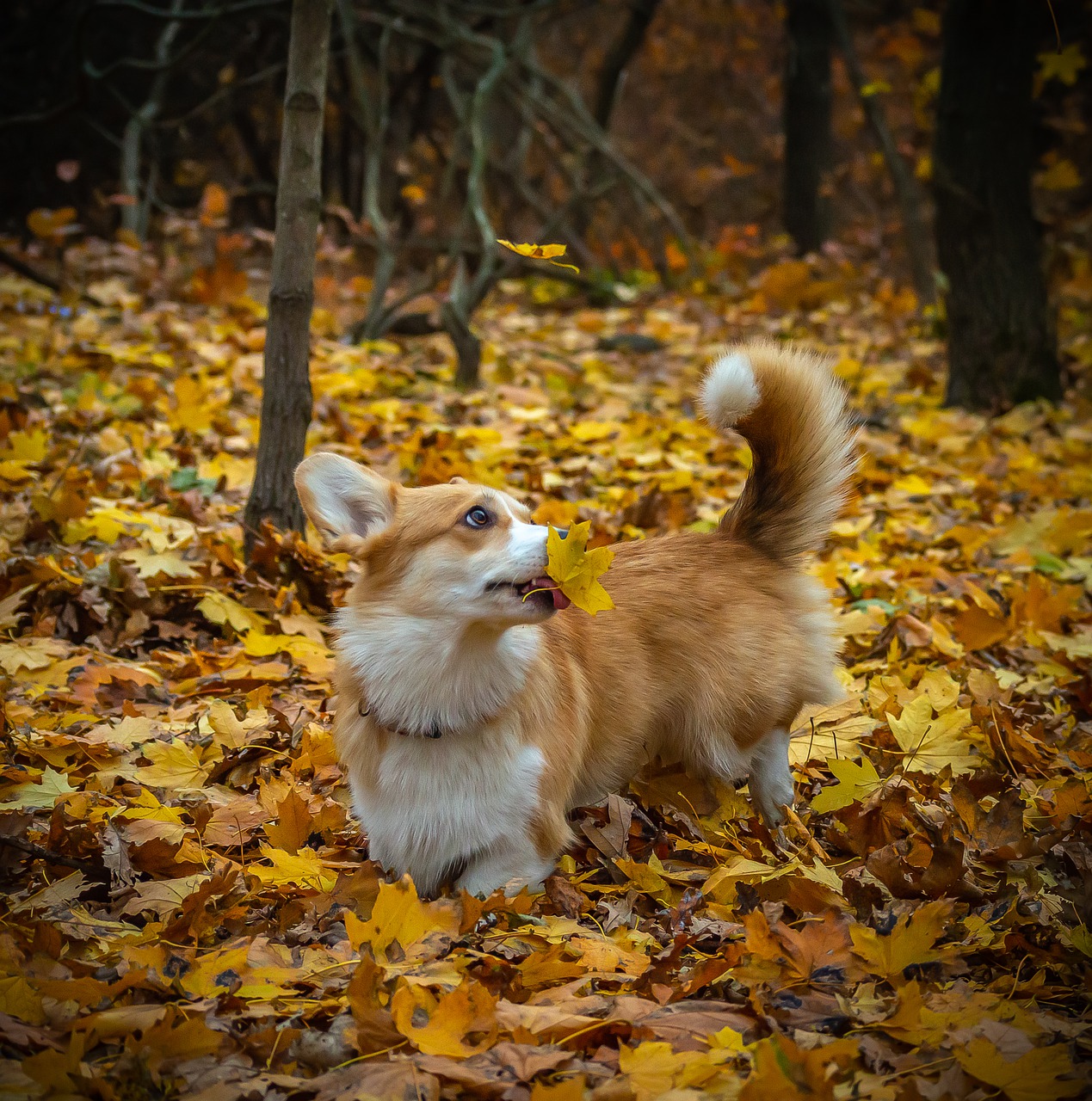 welsh corgi pembroke  corgi  dog free photo