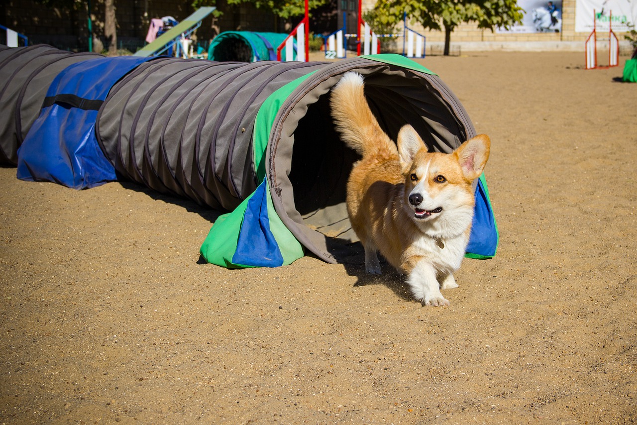 welsh corgi pembroke  corgi  dog free photo