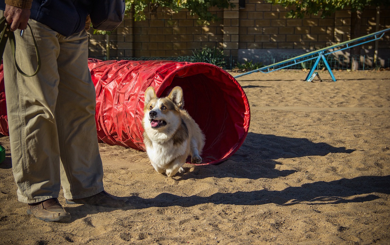 welsh corgi pembroke  corgi  dog free photo