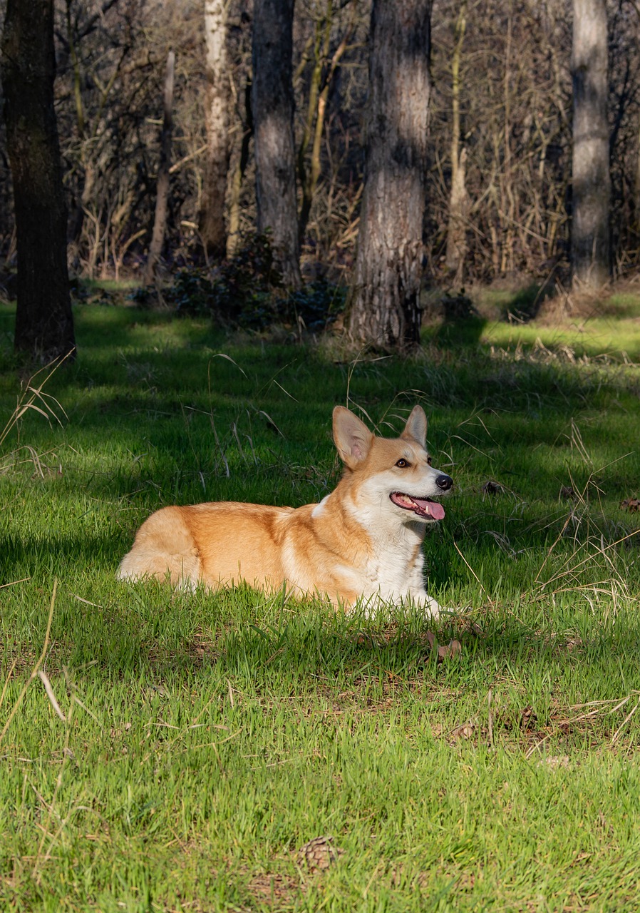 welsh corgi pembroke  corgi  dog free photo